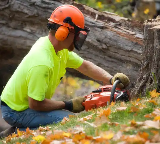 tree services South Wallins